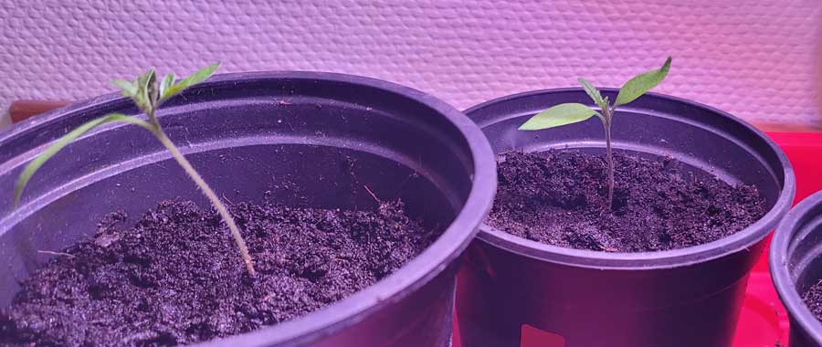 kleine Tomatenpflanzen mit LED-Anzucht Lichtleiste