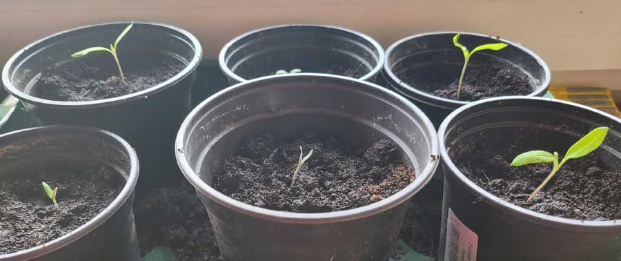kleine Tomatenpflanzen (nur Sonneneinstrahlung)