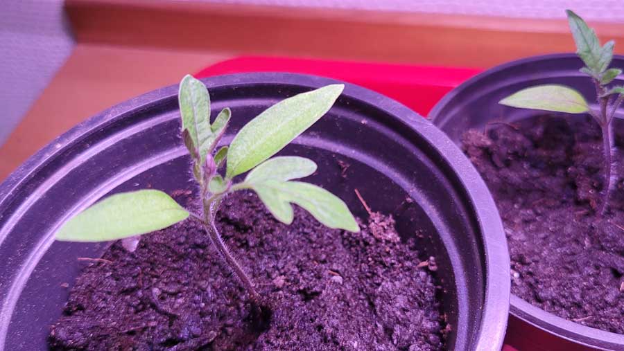 kleine Tomatenpflanzen mit LED Anzucht Lichtleiste ca. 1 Woche
