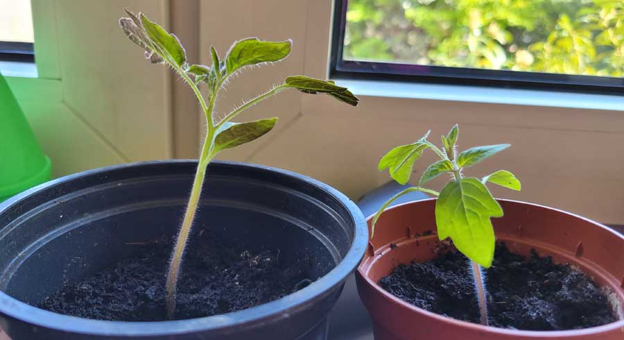 kleine Tomatenpflanzen mit LED Anzucht Lichtleiste ca. 2 Wochen