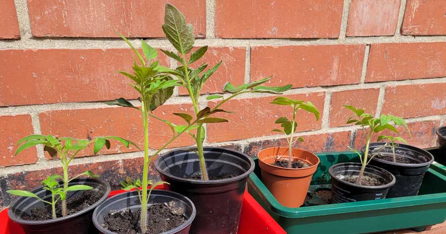 Vergleich der Tomatenpflanzen nach 2,5 Wochen mit und ohne LED Anzucht-leiste