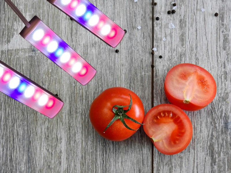 led-anzucht-tomate